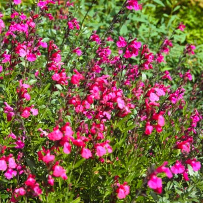 A dense cluster of Autumn Sage (Salvia greggii) featuring small, vibrant hot pink flowers blooming on slender green stems in a sunny garden.