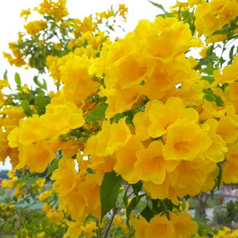 A vibrant cluster of trumpet-shaped Esperanza (Yellow Bells) flowers in a bright sunny yellow, blooming against a backdrop of green serrated leaves.
