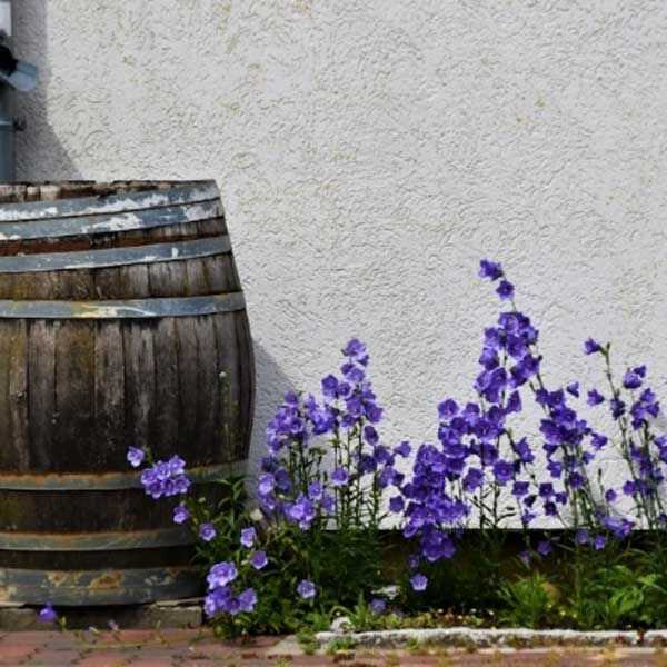 A barrel next to flowers with purple pedals and a tan wall